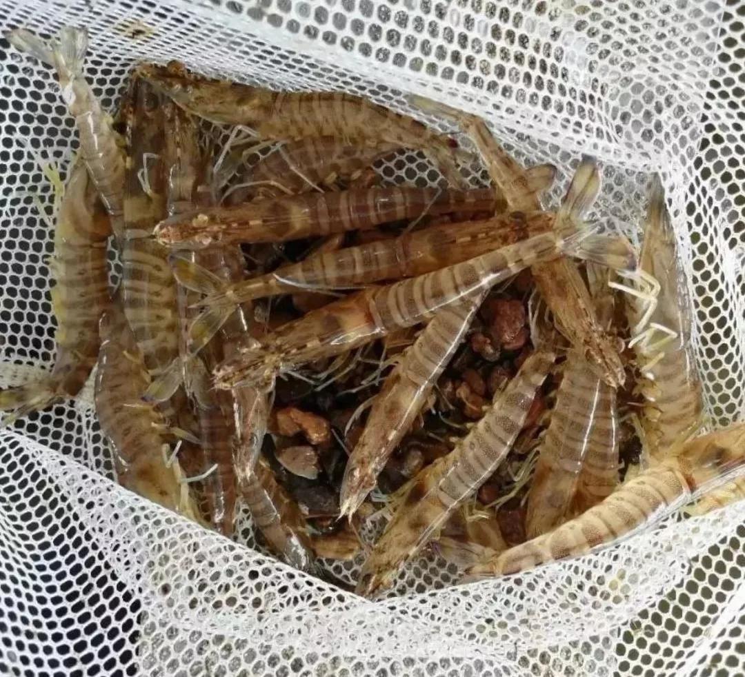 对虾最新价格动态解析及市场趋势分析